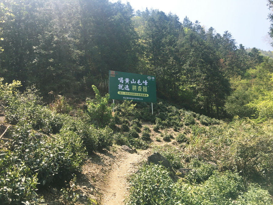 耕香园汤口毛峰基地