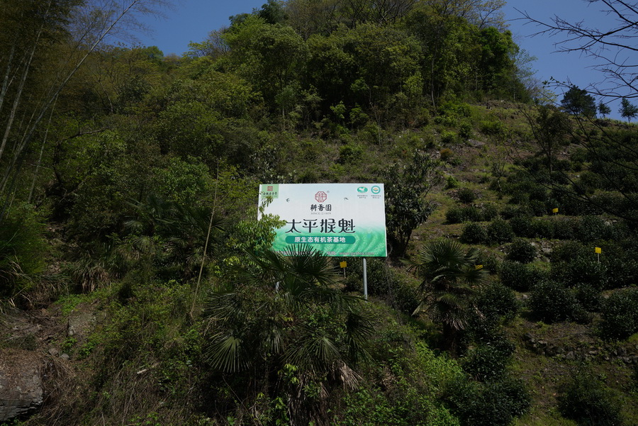 耕香园龙门猴魁茶园基地